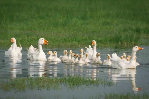 Ganzen met baby 's — Stockfoto