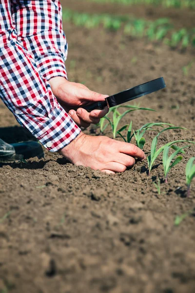 Agricultor comprueba el maíz — Foto de Stock