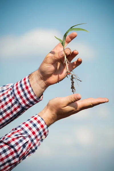 Ręka trzyma roślin kukurydzy — Zdjęcie stockowe