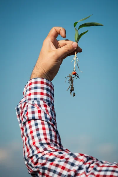 Mão segurando uma planta de milho — Fotografia de Stock