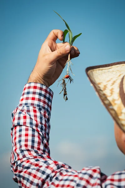 Χέρι που κρατά ένα φυτό καλαμπόκι — Φωτογραφία Αρχείου