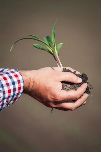 Mano sosteniendo una planta de maíz — Foto de Stock