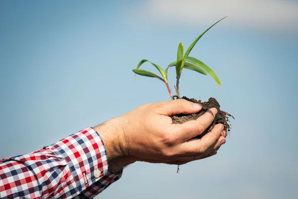 Mão segurando uma planta de milho — Fotografia de Stock