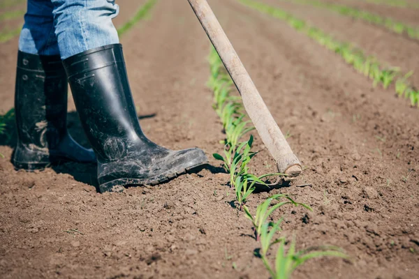 Lavoro manuale in agricoltura — Foto Stock