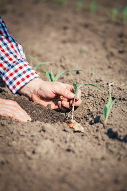 Mısır üzerinde kontrol alanında çiftçi