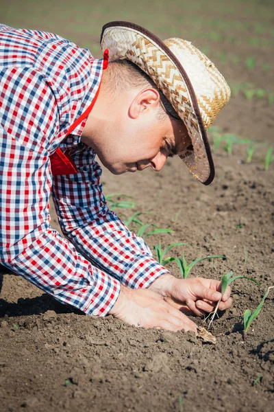 Farmer in field checking on corn — Stock Photo, Image