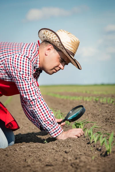 Фермер перевіряє кукурудзу — стокове фото