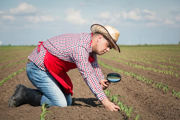 Farmer in field checking on corn — Stock Photo, Image