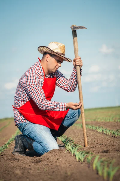 Farmer working in the corn field — Stock Photo, Image