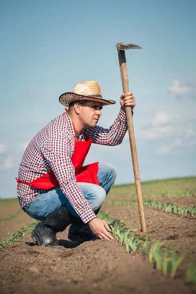 Farmer working in the corn field — Stockfoto