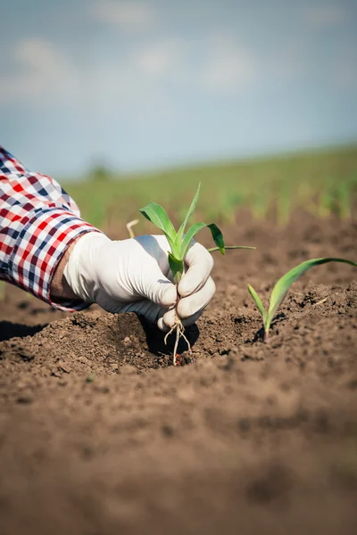 Rolnik w dziedzinie kontroli na kukurydzy — Zdjęcie stockowe