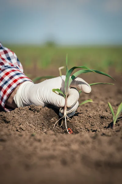 Agricultor no campo a verificar o milho — Fotografia de Stock