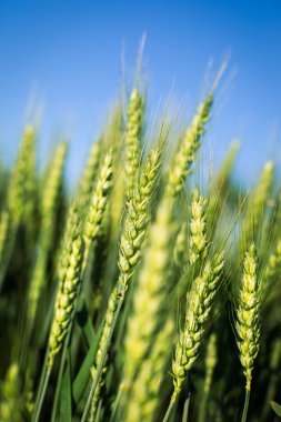 Yeşil buğday tarlası