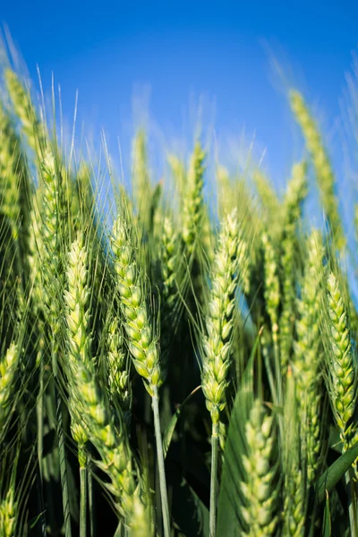 Green wheat field — Stock Photo, Image