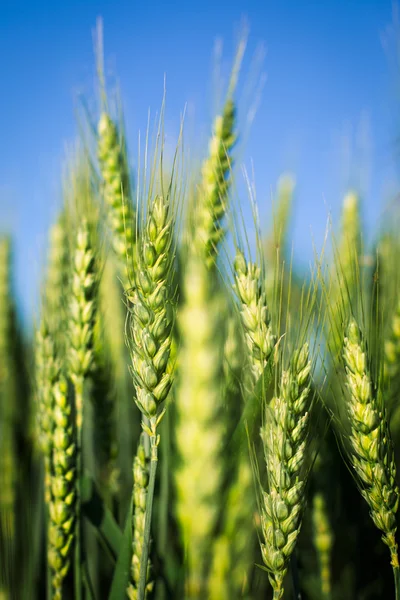 Campo di grano verde — Foto Stock