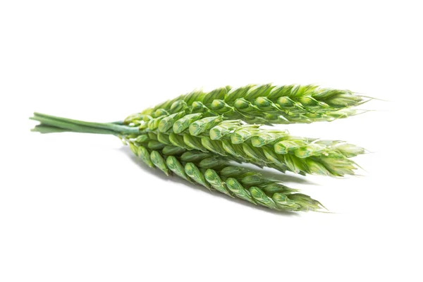Πράσινο σιτάρι απομονωμένο σε λευκό φόντο — Φωτογραφία Αρχείου