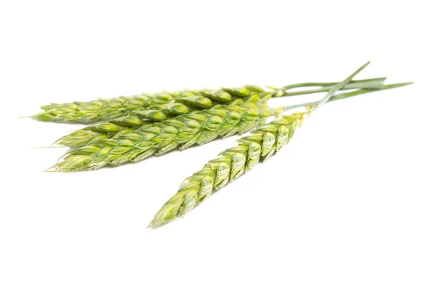 在白色背景上分离的绿色小麦 — 图库照片