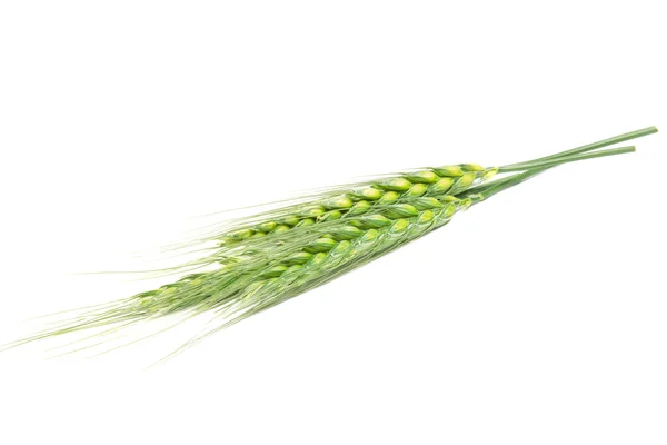 Green wheat isolated on white background — Stock Photo, Image