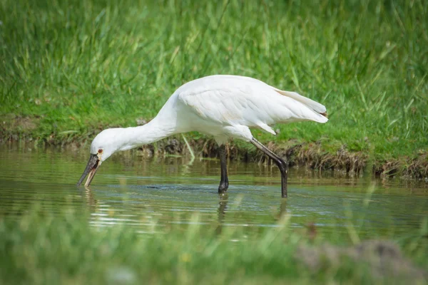 Eurasian Spoonbill — Stock Photo, Image