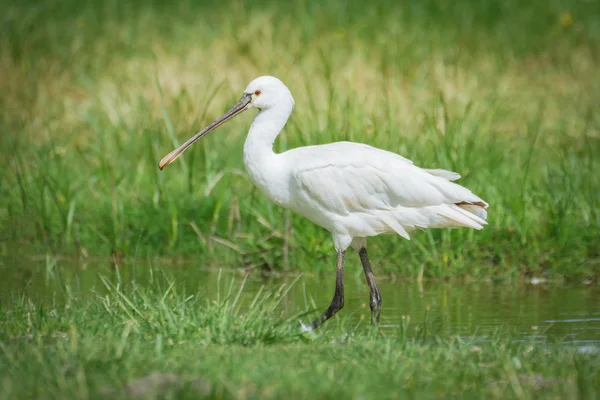 Eurasian Spoonbill — Stock Photo, Image