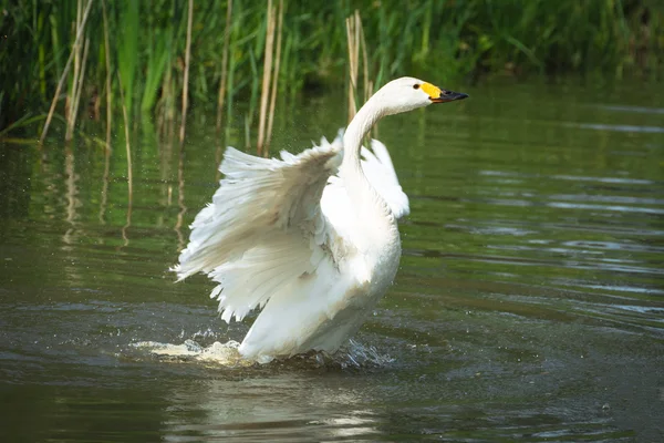 Cisne mudo na água — Fotografia de Stock