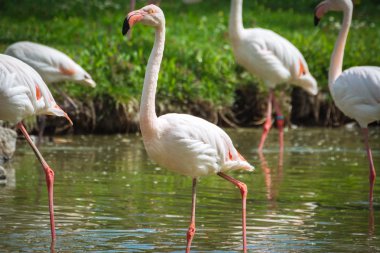 pembe flamingolar