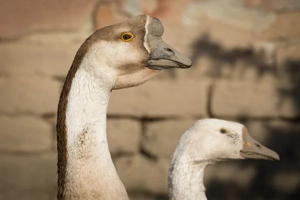 Swan goose , close up head shot — Stock Photo, Image