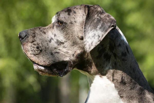 大丹犬 — 图库照片