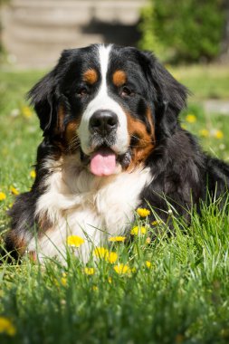 Bernese dağ köpeği çim döşeme