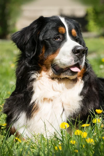 Bernese hegy kutya szóló, fű — Stock Fotó