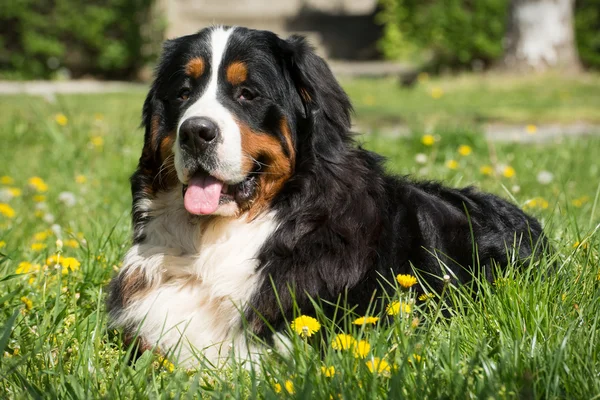 Bernese mountain dog laying on grass — Stock Photo, Image