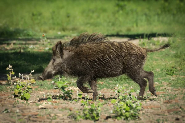 Europäische Wildschweine — Stockfoto