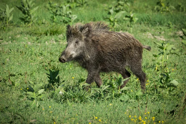 Europäische Wildschweine — Stockfoto