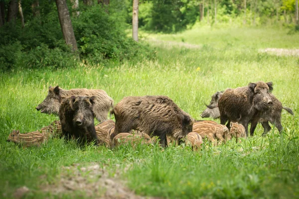 European wild boar — Stock Photo, Image