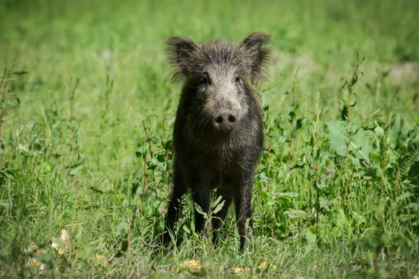 Sanglier européen — Photo