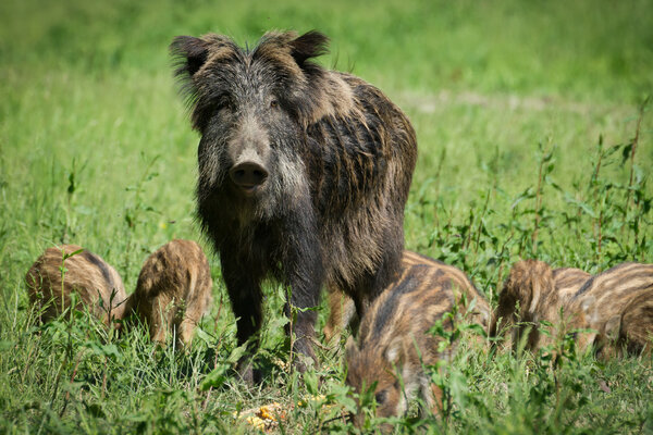 European wild boar