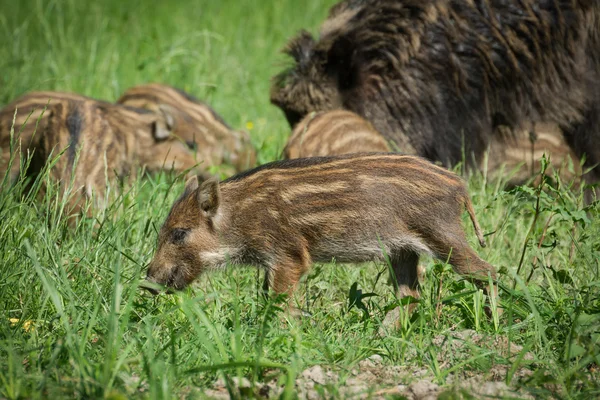 European wild boar — Stock Photo, Image