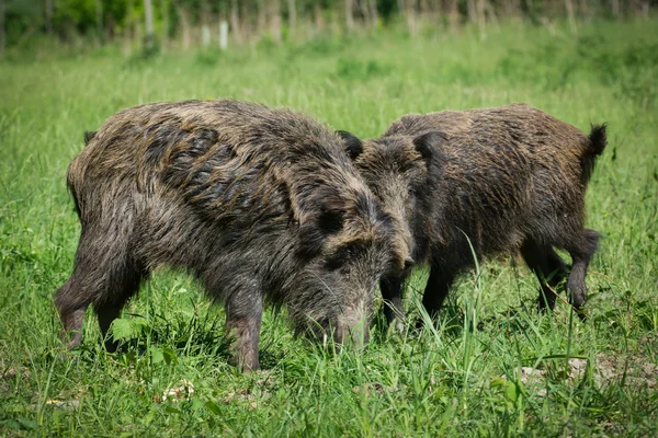 Europäische Wildschweine — Stockfoto