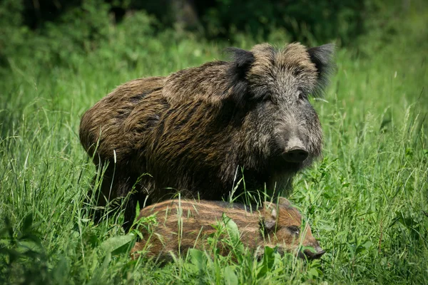 Europäische Wildschweine — Stockfoto