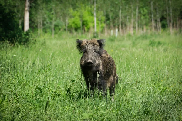 Europeiska vildsvin — Stockfoto