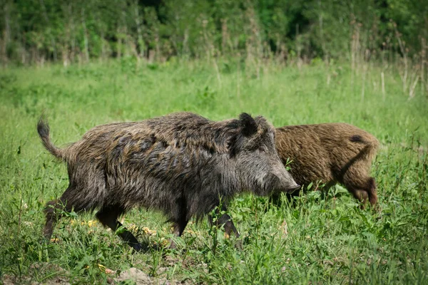 European wild boar — Stock Photo, Image