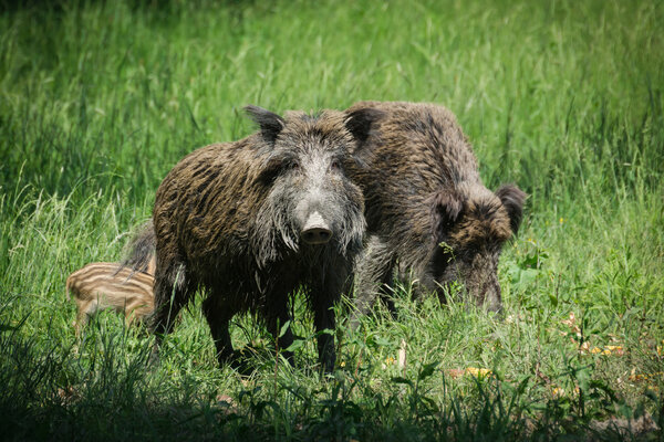 European wild boar