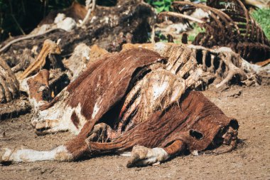 Yerde ölü inek