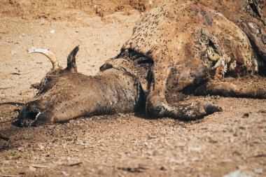 Yerde ölü inek