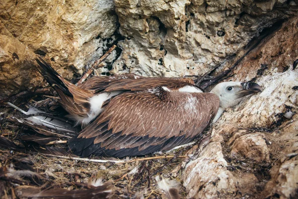Vulture on its nest — Stock Photo, Image