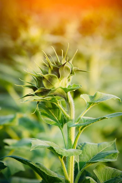 Bud sunflowers — Stock Photo, Image