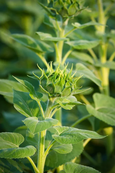 Bud sunflowers — Stock Photo, Image