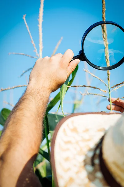 농부가 자신의 옥수수 밭을 검사 — 스톡 사진