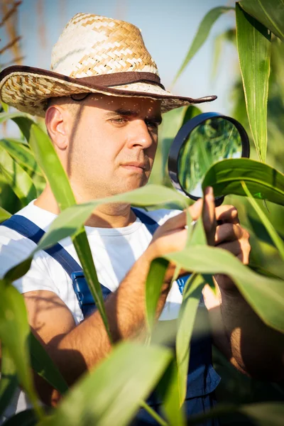 Farmář kontrola jeho kukuřičném — Stock fotografie
