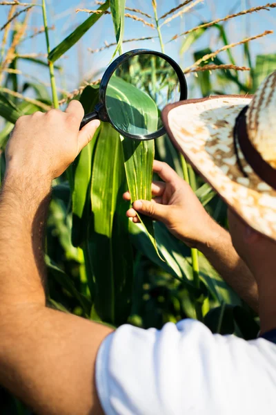 Farmář kontrola jeho kukuřičném — Stock fotografie